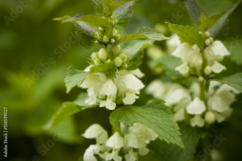 View Of Young Plant Of Lamium Album With White Flowers Close Up.