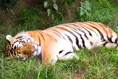 Tiger schlafend im Schatten des Baumes