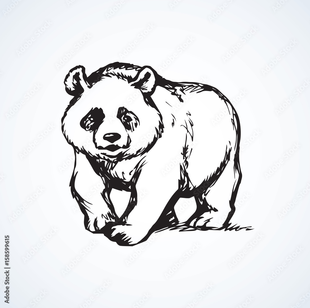 Panda. Vector drawing