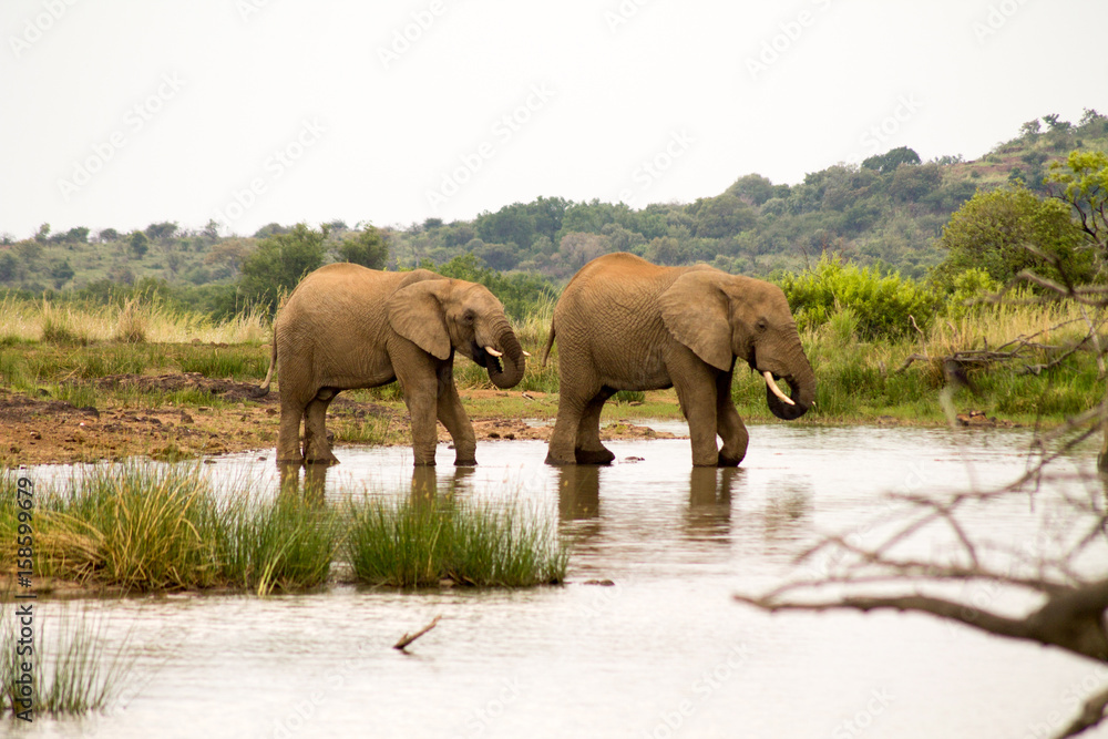 Elefanten auf dem Weg ins Wasser