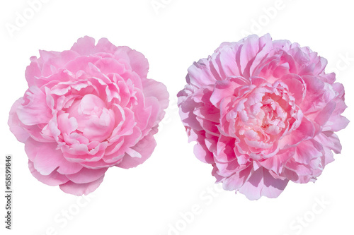 Fototapeta Naklejka Na Ścianę i Meble -  Two peony flowers in pink