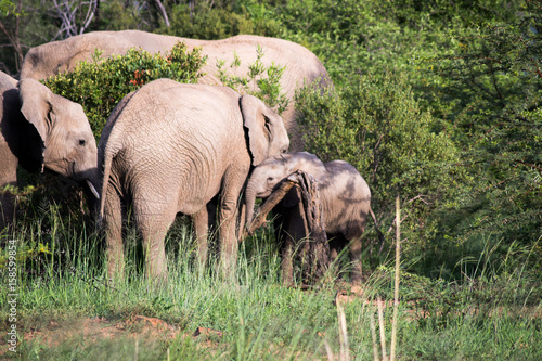 Elefantenfamilie im Nationalpark Südafrikas