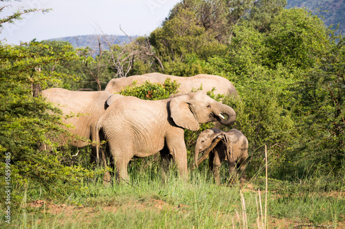 Elefantenherde in Südafrika