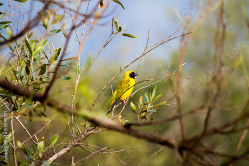 Gelber Vogel im Nationalpark in Südafrika