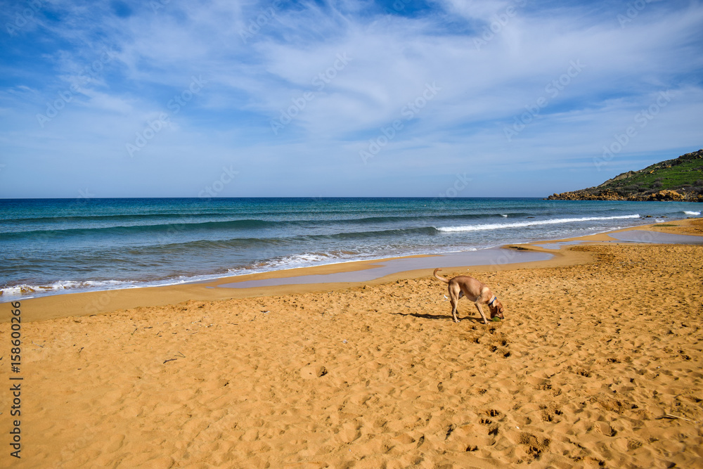 Landscape with a Labrador fetching a ball on Ramla bay - Gozo, Malta