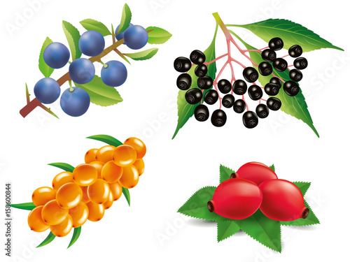 Group of sea buckthorn, rose hip, black elderberry, blackthorn
