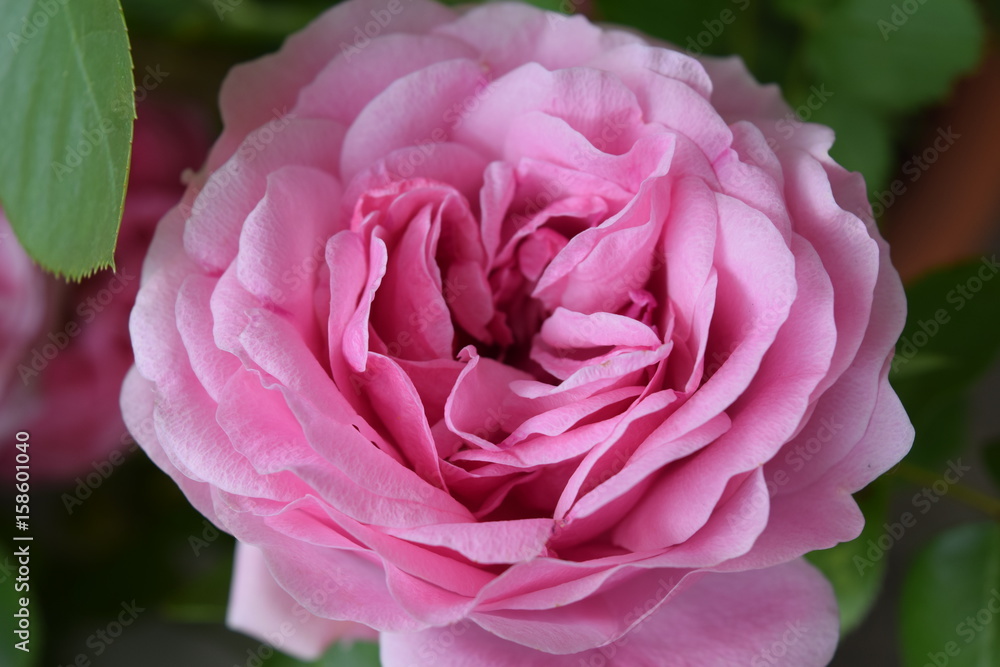 Wunderschöne Blüte einer pinkfarbenen Rose in Großaufnahme Wunderschöne Blüte einer pinkfarbenen Rose in Großaufnahme