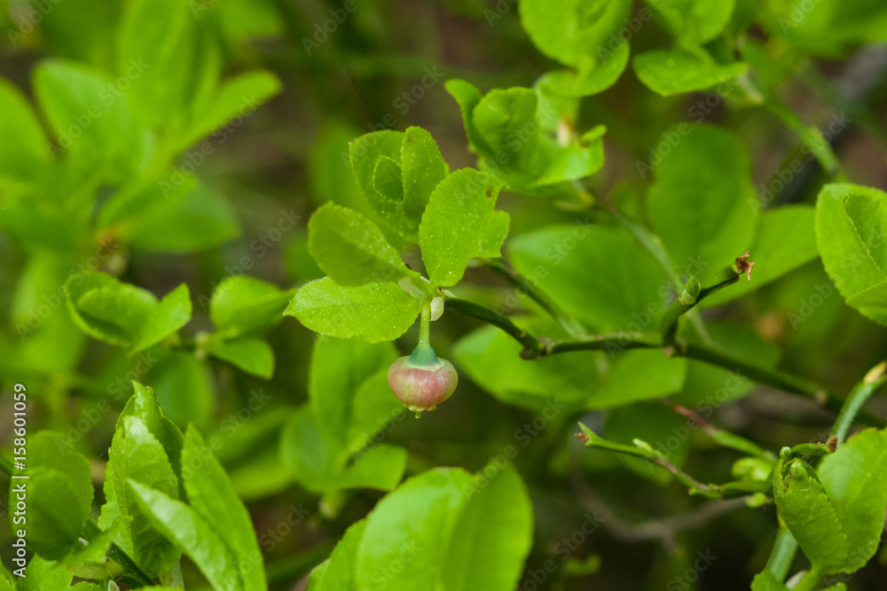 Flower of wild European blueberry or Vaccinum myrtillus hiding in leaves macro in twilight forest, selective focus, shallow DOF Flower of wild European blueberry or Vaccinum myrtillus hiding in leaves macro in twilight forest, selective focus, shallow DOF