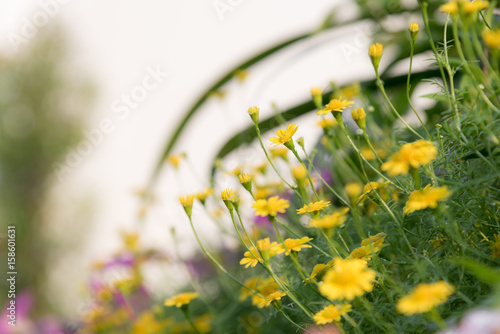 Blurred flowers and soft focus.
