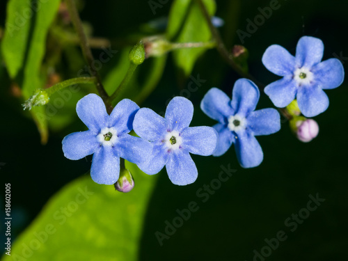 Wallpaper Mural Forget me not, Myosotis, small flowers macro, selective focus, shallow DOF Torontodigital.ca