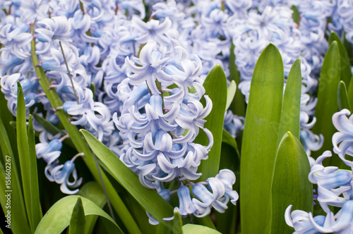 dutch flowers