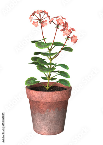 Fototapeta Naklejka Na Ścianę i Meble -  3D Rendering Geranium Pot on White