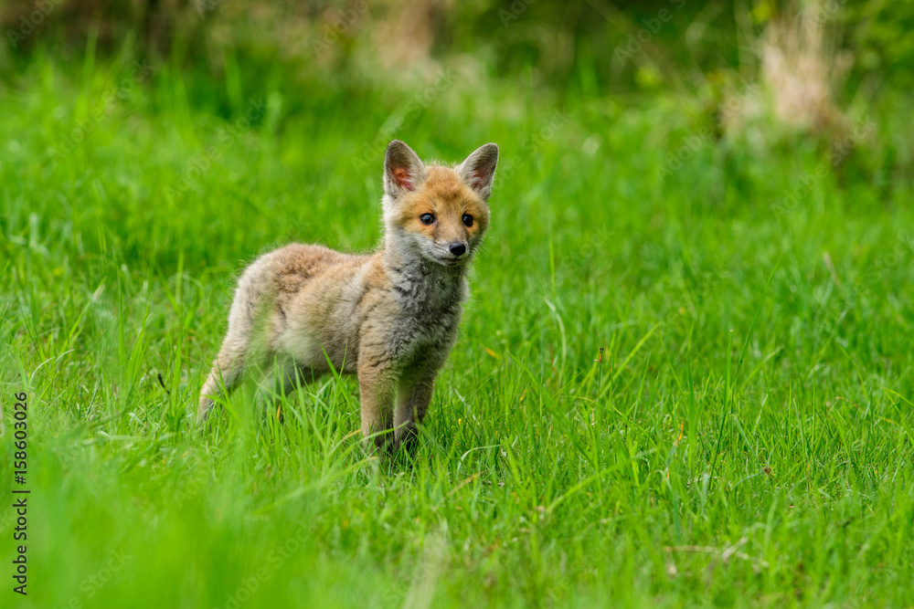 Fox playing in the woods (Vulpes vulpes) Fox playing in the woods (Vulpes vulpes)