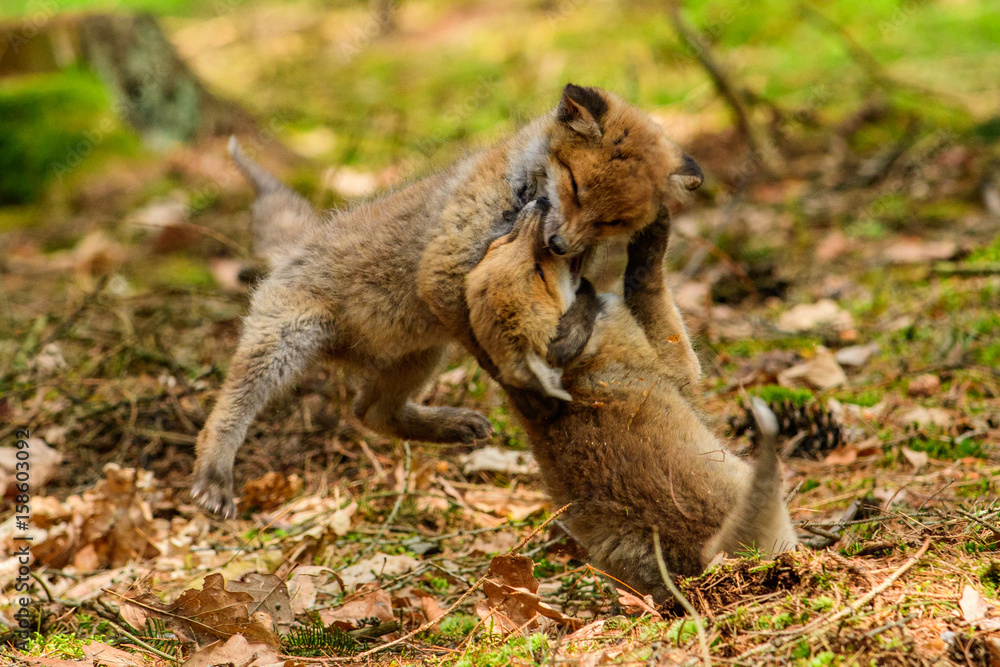 Fox playing in the woods (Vulpes vulpes) 