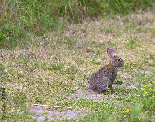brown rabbit  in a meadow © manola72