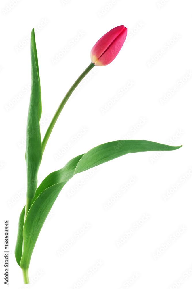 Red tulip with leave on a white background closeup Red tulip with leave on a white background closeup