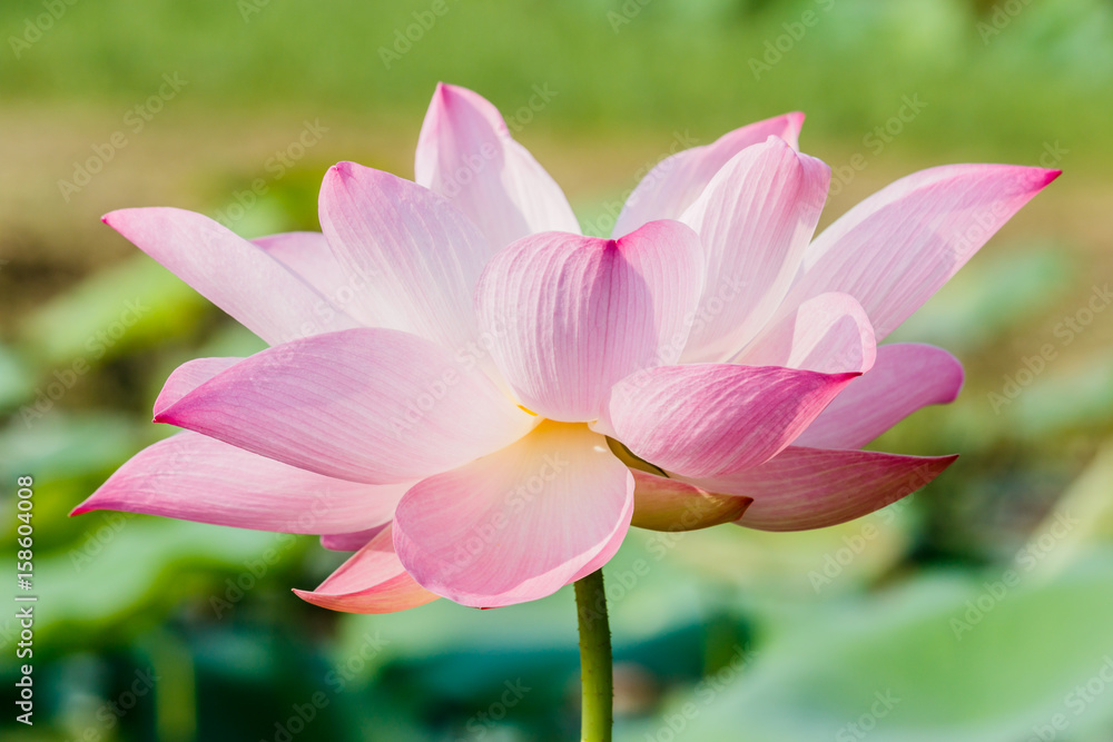 beautiful pink waterlily or lotus flower in pond beautiful pink waterlily or lotus flower in pond