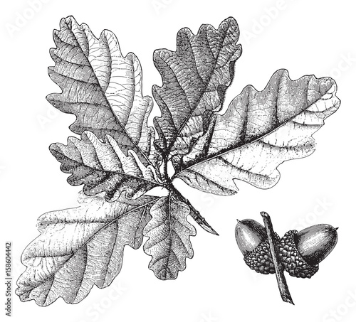Downy Oak (Quercus pubescens) / vintage illustration