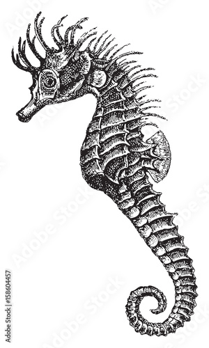 short-snouted seahorse  Hippocampus antiquorum    vintage illustration