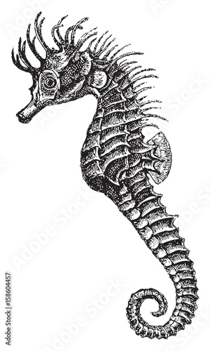 short-snouted seahorse (Hippocampus antiquorum) / vintage illustration