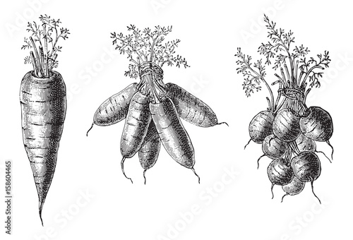 Set of carrots - vegetable / vintage illustration