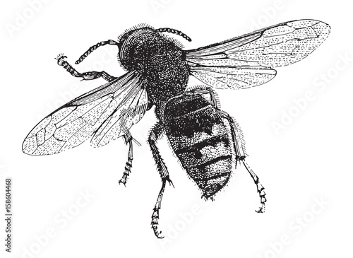 European hornet (Vespa crabro) / vintage illustration 