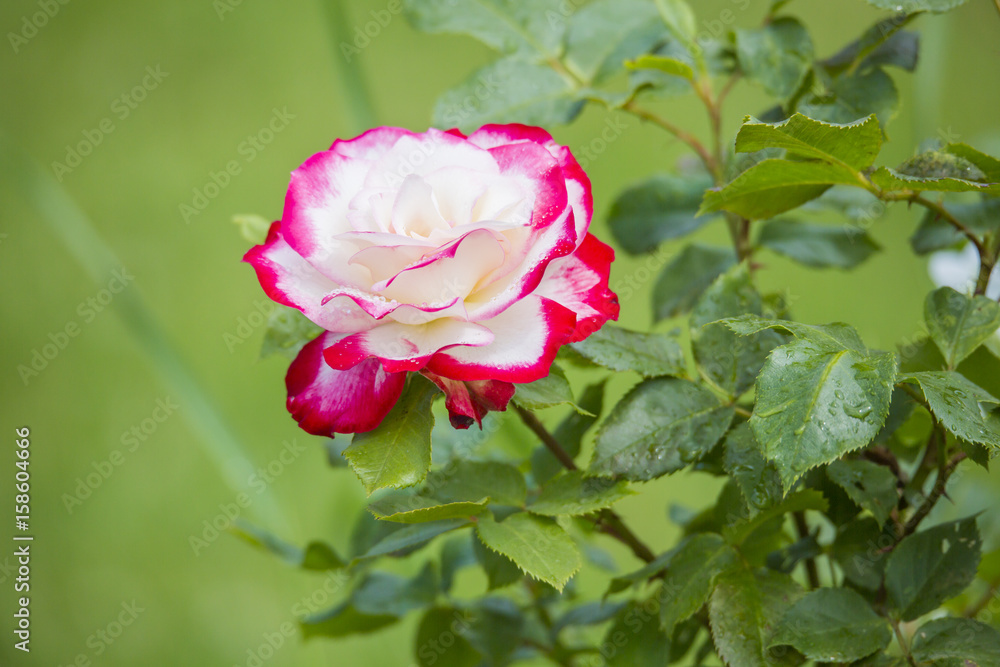 Rose fleurie avec ses boutons