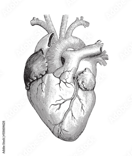 Human heart / vintage illustration