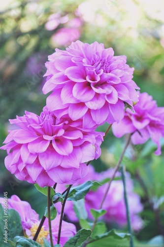 pink and purple Dahlia flower in a garden