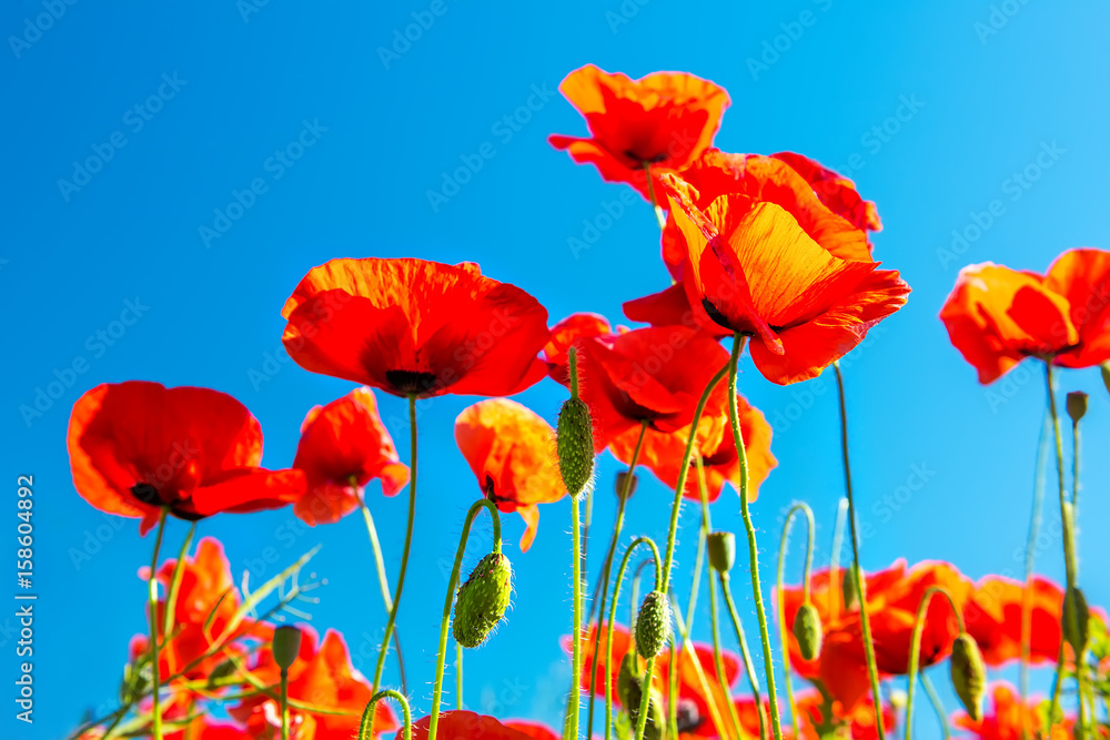 Flowering scarlet poppies against the blue sky. Sunny bright day.
