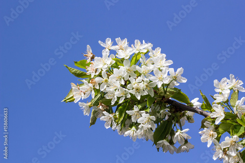Branch of spring cherry blossom outdoor