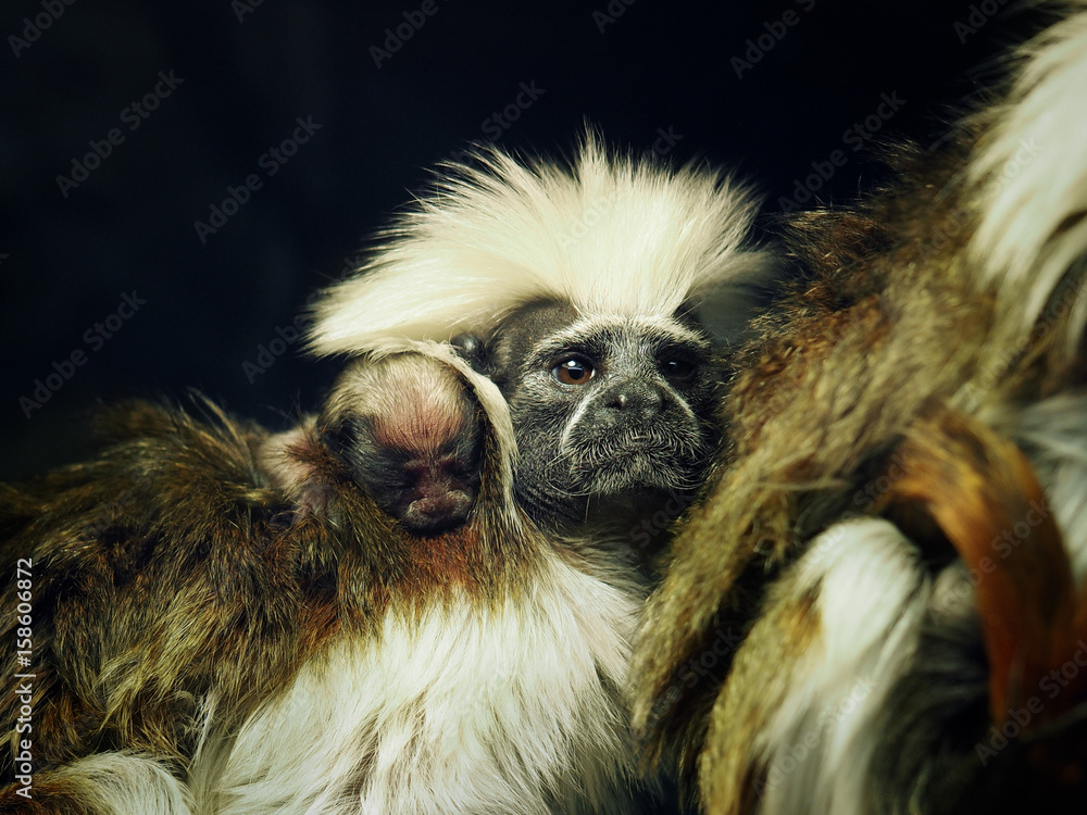 Naklejka premium Oedipus Tamarin with a newborn baby on the back