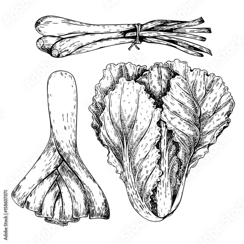 Vector hand drawn set of farm vegetables. Isolated chinese cabbage, leek, sprouting onion. Engraved art. Organic sketched objects.
