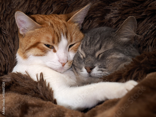 Cute cat under the warm fur blanket
