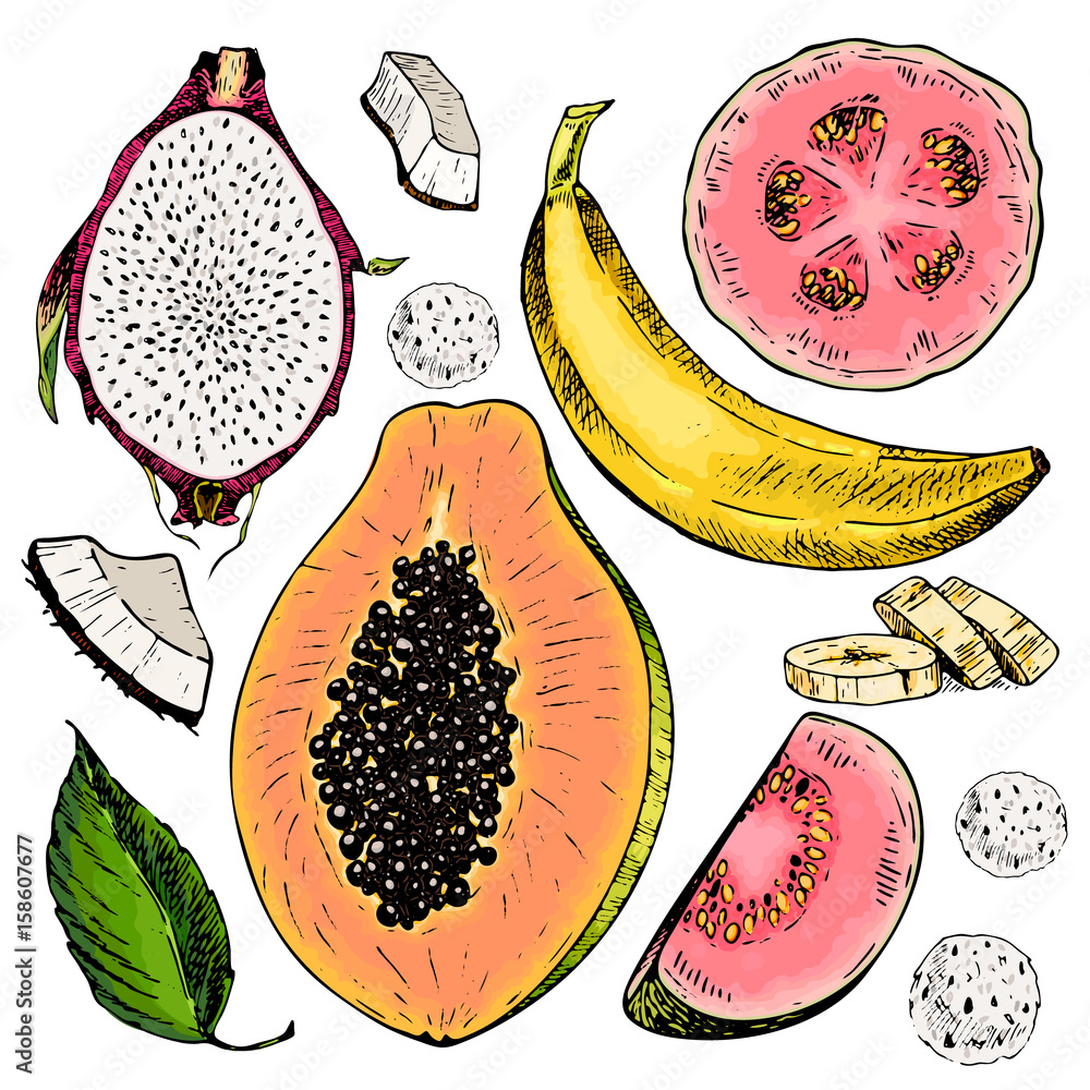 Vector Hand Drawn Set Of Exotic Fruits Isolated Papaya Pitaya Banana Guava Coconut 6102