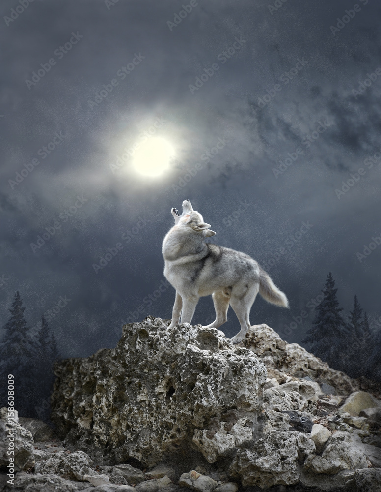 Fototapeta premium Zamieć i wilk śpiewają pieśń do księżyca