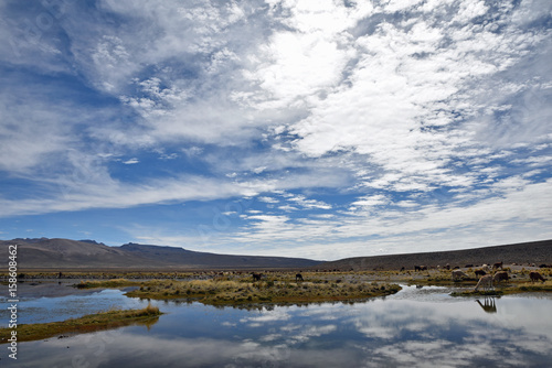 Lac de l'altiplano andin avec vigognes et lamas au Pérou