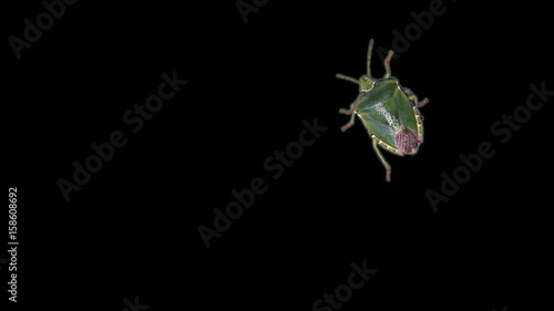 Green stink bug in front of black background photo