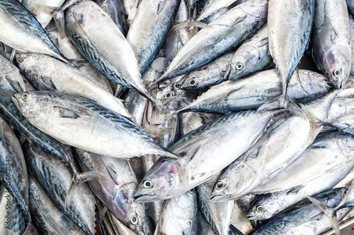 Fresh Mackeral Fish in Fisher Market © themorningglory