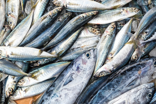 Fresh Mackeral Fish in Fisher Market