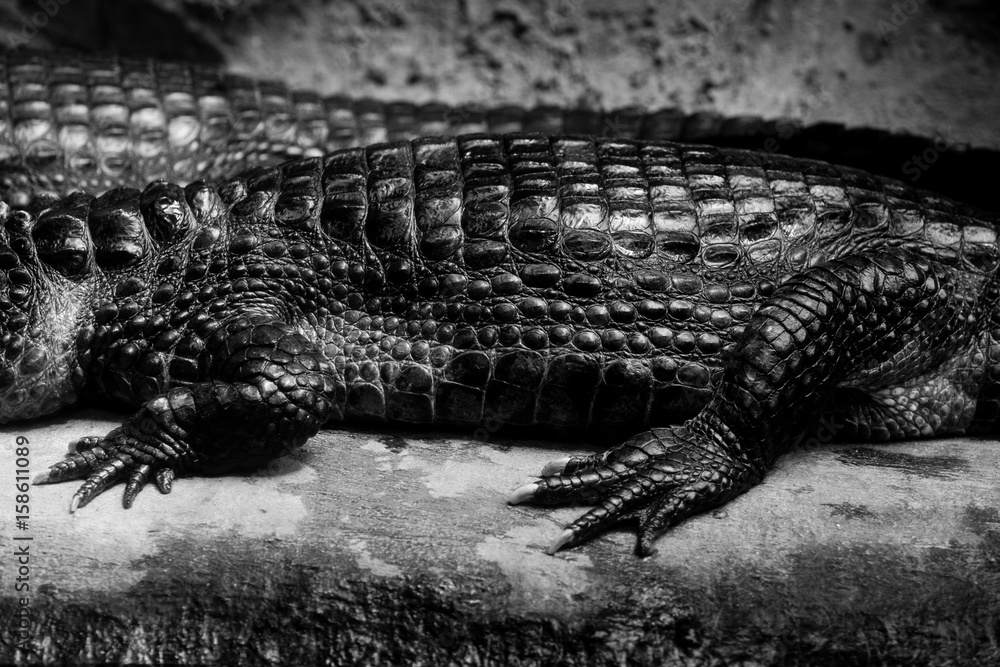 Fototapeta premium cuvier's dwarf caiman - black and white animals portraits