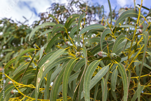 Long green leaves and gum seeds, flower bud of Tasmanian blue gum in Tasmania, Australia photo