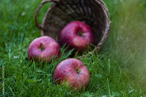 Close-up view of fresh ripe apples with water drops falling from basket in grass
