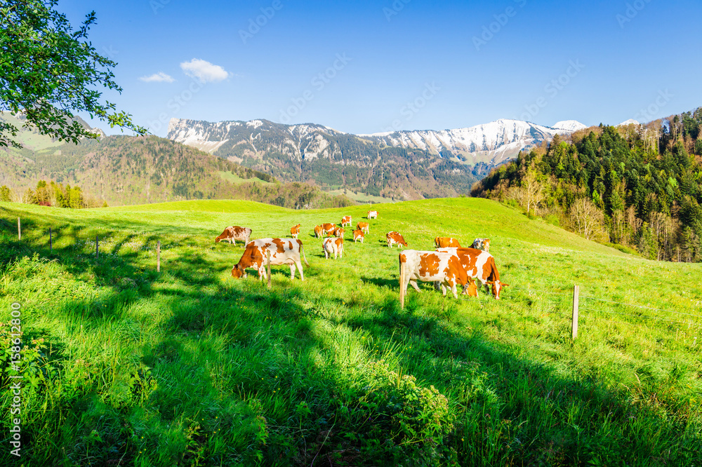 Panoramic View of Herd of Cows grazing in Alps, Horizontal View.
