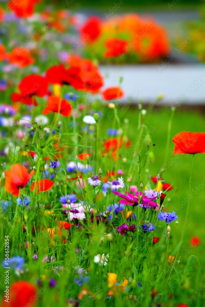 Blurry purple and light blue cornflowers and red poppies with selected focus. Meadow in germany. Shallow focus background. Blurry purple and light blue cornflowers and red poppies with selected focus. Meadow in germany. Shallow focus background.