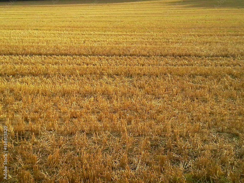 Fototapeta premium Harvest is Over