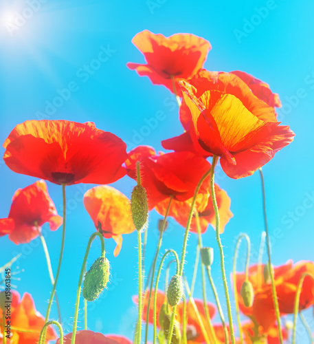 Flowering scarlet poppies against the blue sky. Sunny bright day. Soft gentle focus. 