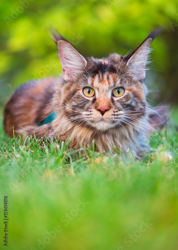 Tortoiseshell Maine Coon cat with leash in backyard. Young cute female cat wearing a harness. Pets walking outdoor adventure on green grass in park.