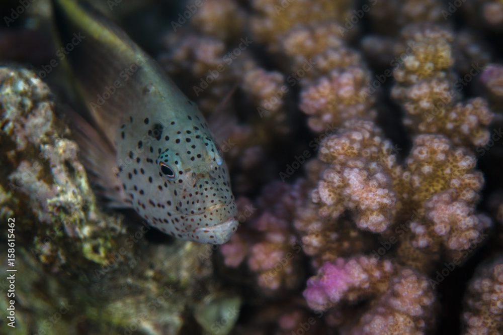 Fototapeta premium Reef fish