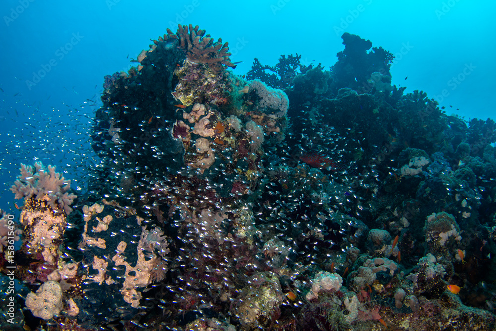 Naklejka premium Glassfish